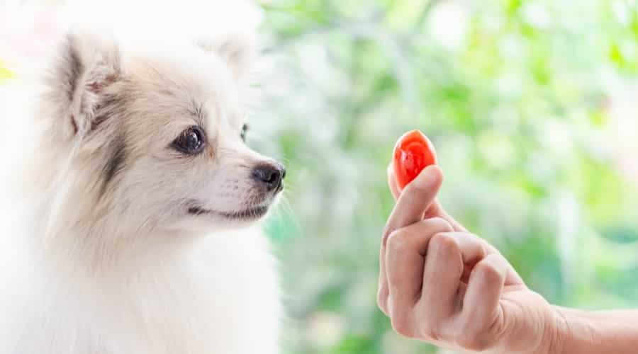 Perro Pomerania mirando tomate cherry