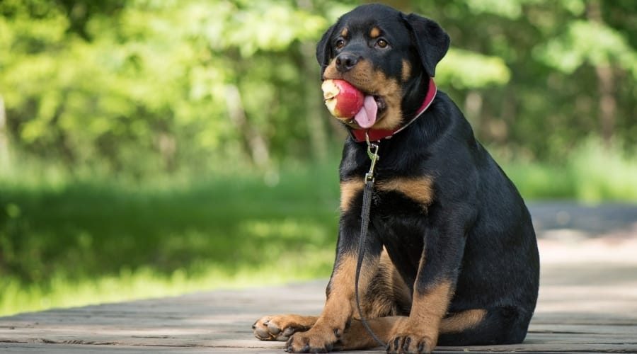Perro negro pequeño con manzana en la boca