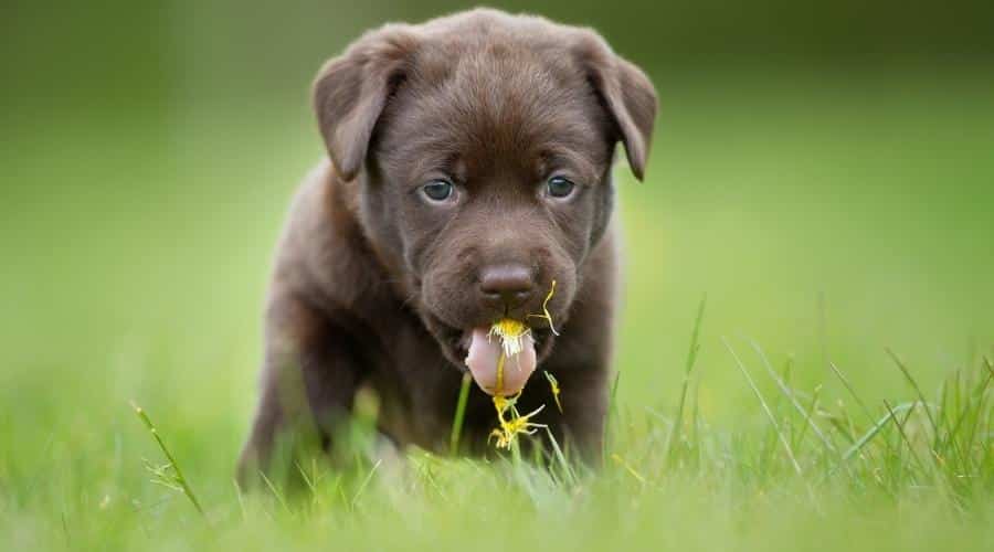 Cachorro joven de perro labrador retriever marrón fotografiado al aire libre en la hierba en el jardín.