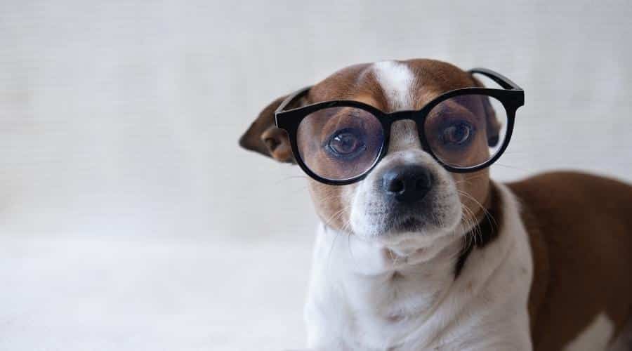 Pequeño perro manchado con gafas