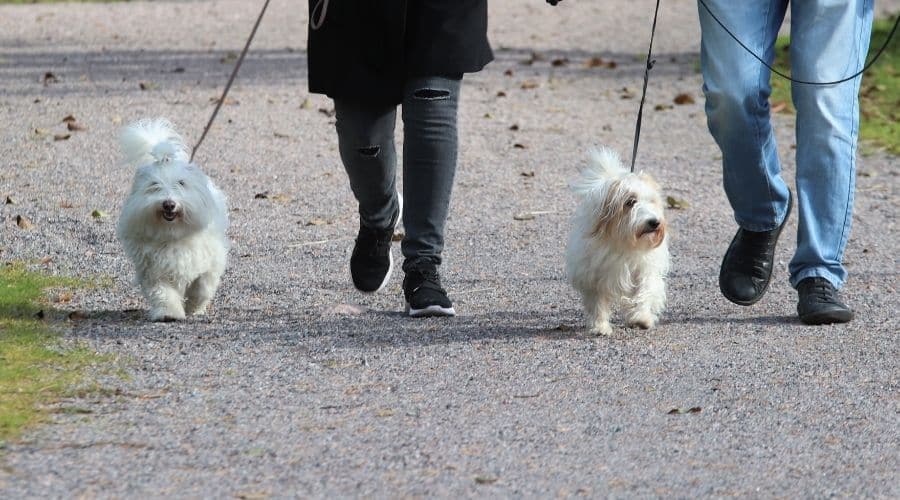 Dos perros blancos esponjosos caminando con correa