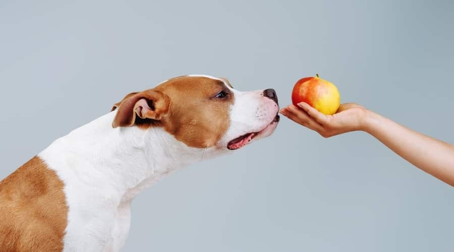 Perro blanco y marrón olfatea fruta