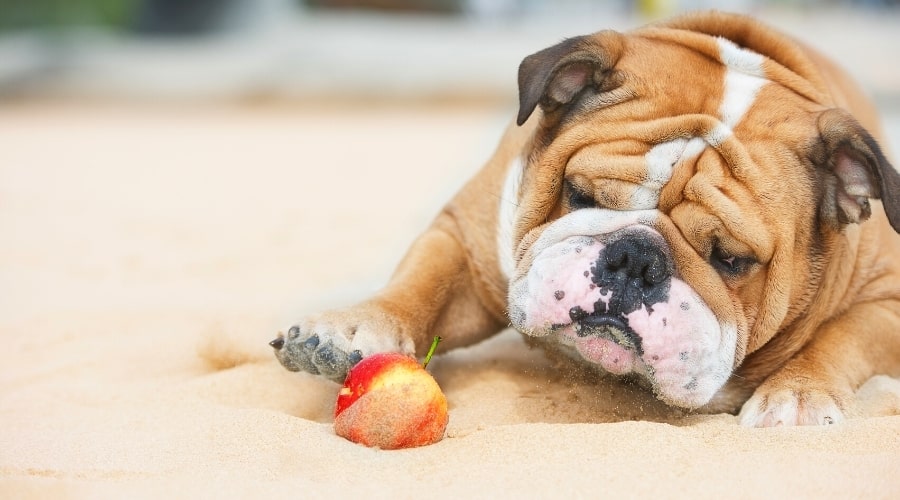 Patas de perro arrugadas en la fruta en una playa