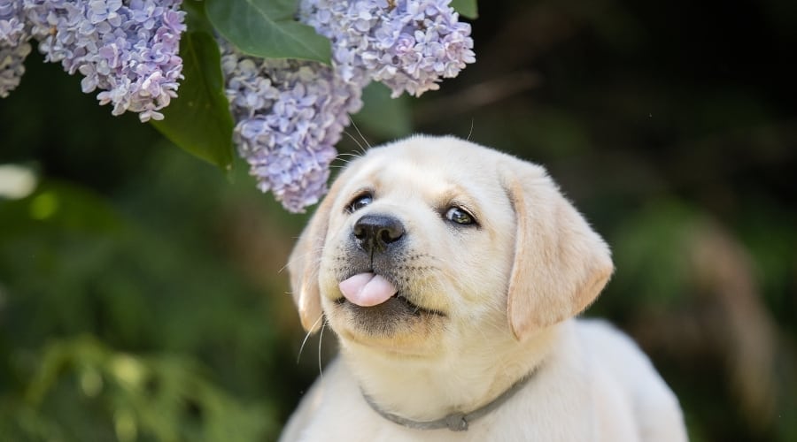 Cachorro labrador amarillo sacando la lengua
