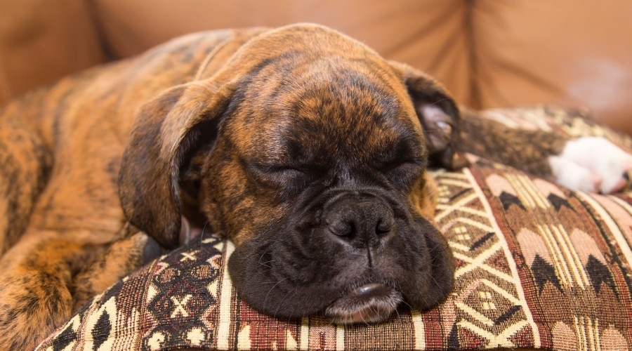 Perro Boxer durmiendo la siesta en el sofá