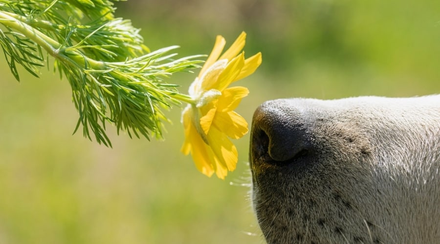 Perro oliendo una flor