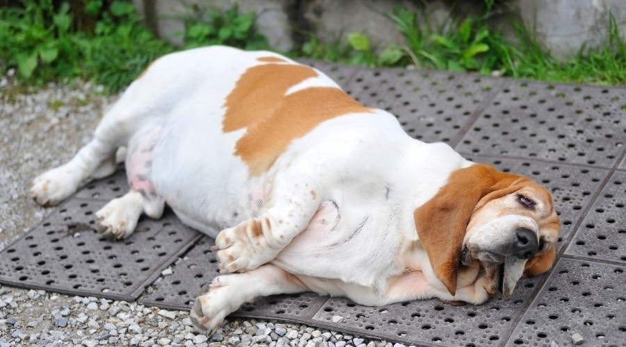 Perro con sobrepeso tirado en el suelo