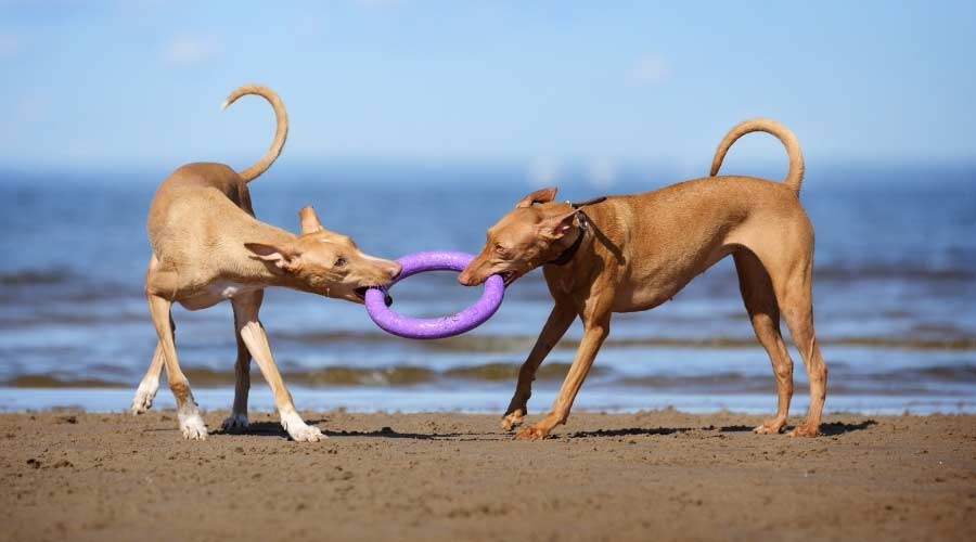 Perros del faraón jugando con juguetes en la playa