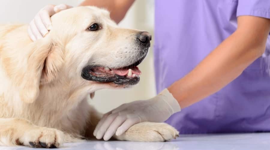 Veterinario consolando a un perro enfermo