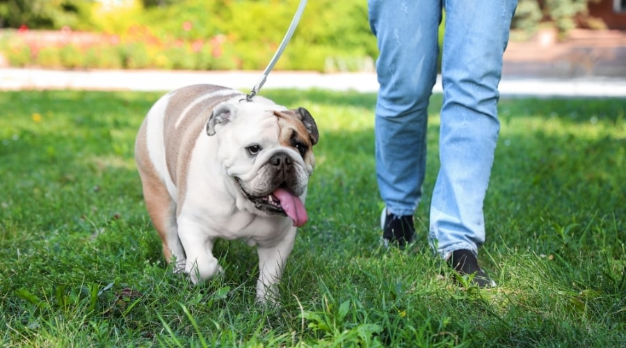 Bulldog con correa caminando junto a humanos