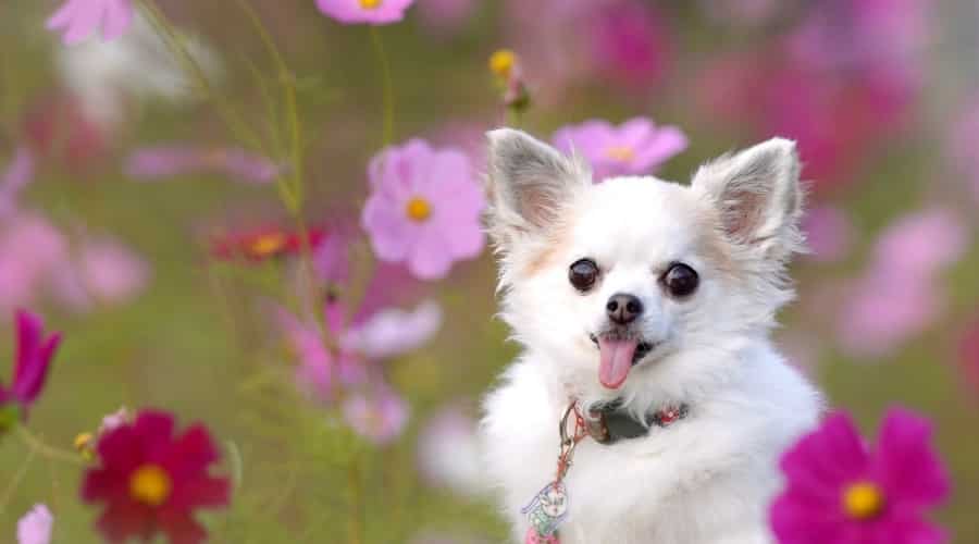 Chihuahua con la lengua afuera entre flores rosas