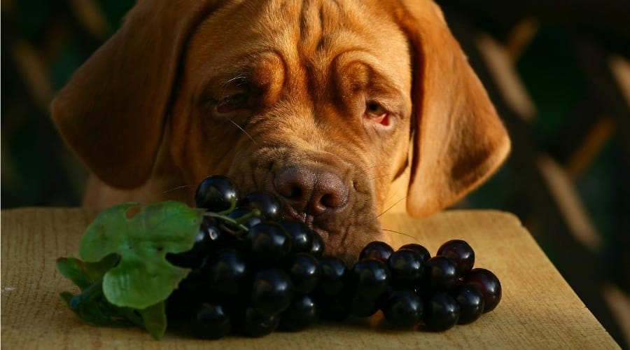 Perro mirando unas uvas