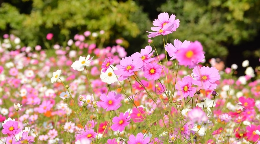 campo de flores rosas