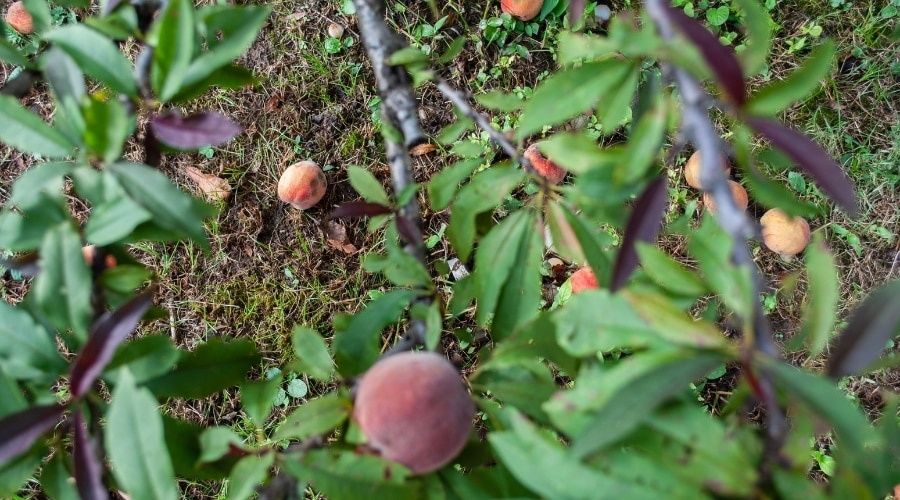 Árbol frutal con frutos caídos en el suelo