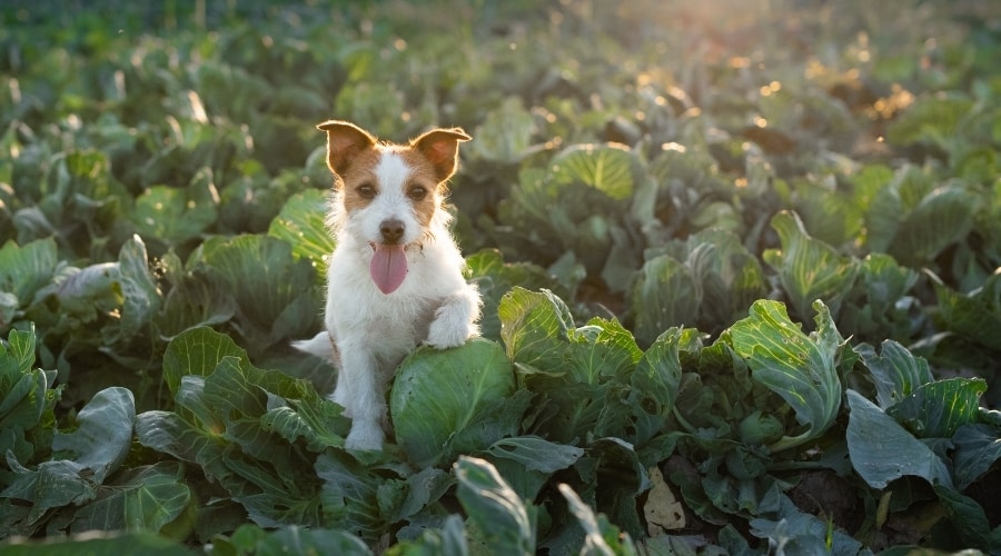 Jack Russell entre campo de verduras de hoja verde