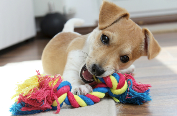 Cachorro de Jack Russell Terrier masticando su juguete