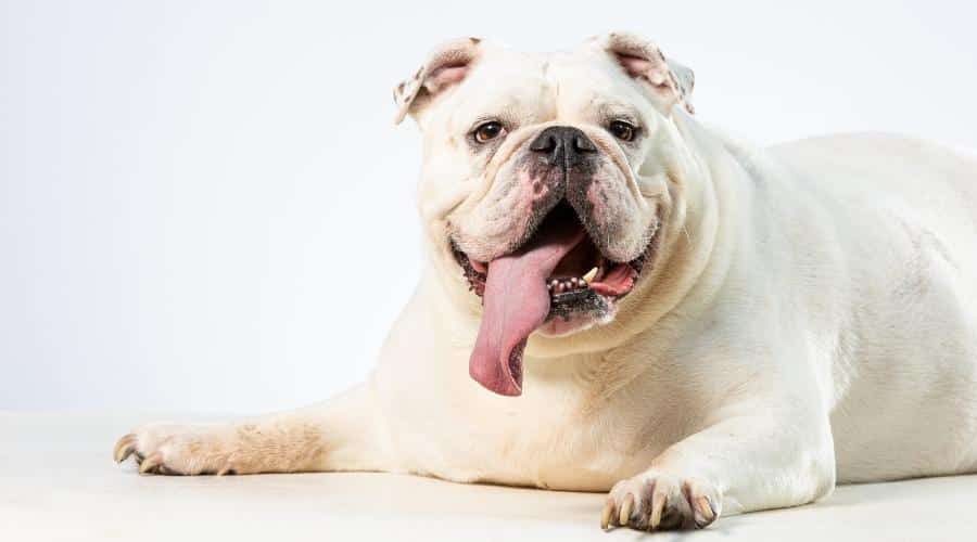 Cerca de un gran bulldog blanco con sobrepeso mirando a la cámara con su tonque sobresaliendo