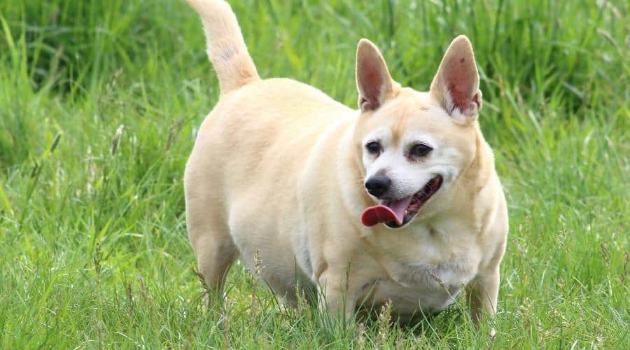 Perro pequeño con sobrepeso en hierba
