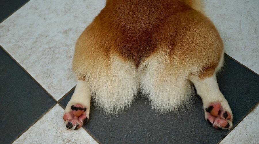 Cachorro en piso de baldosas