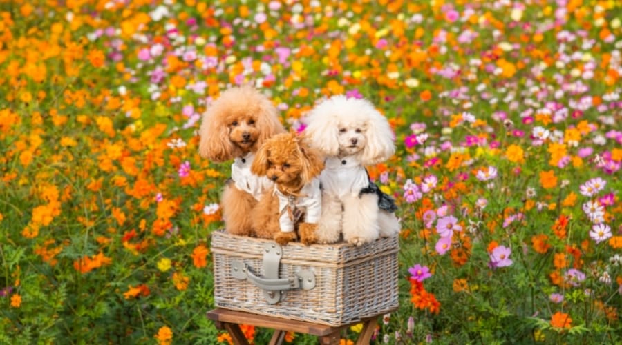Tres caniches en un campo de flores naranjas y rosas