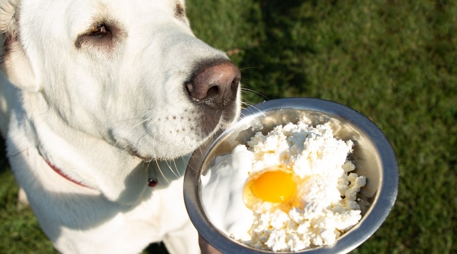 Perro blanco olfateando plato de comida
