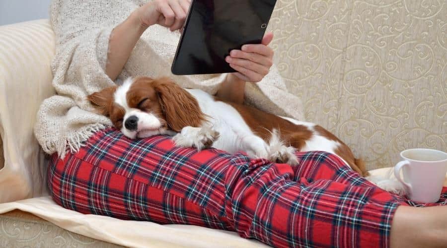 Una mujer en un hogar acogedor se relaja en el sofá con un perro cavalier durmiendo en su regazo, sosteniendo una tableta y leyendo