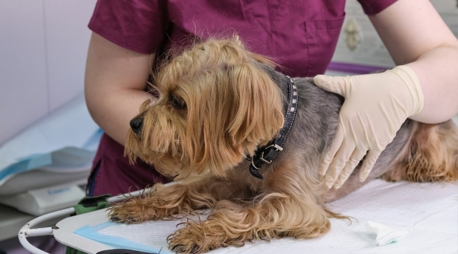 Yorkshire Terrier siendo revisado por un veterinario
