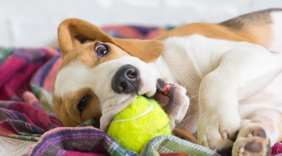 Beagle joven jugando con una pelota de tenis