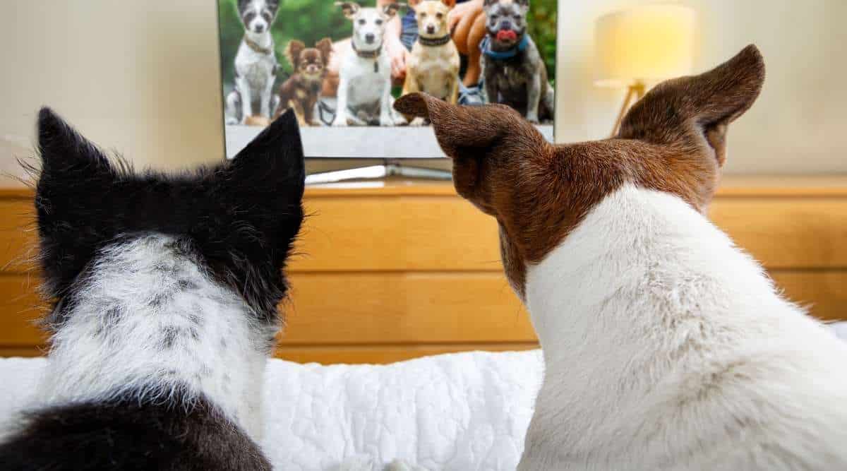 Un par de perros viendo la transmisión de televisión en la cama juntos