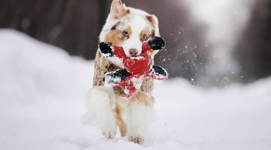 Pastor Australiano con perro de juguete en la nieve