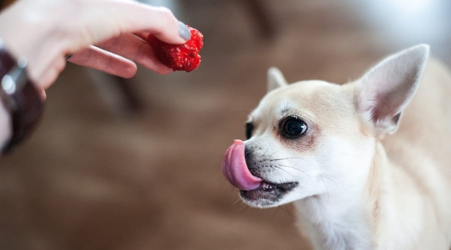 Chihuahua se lame los labios mientras mira a Berry