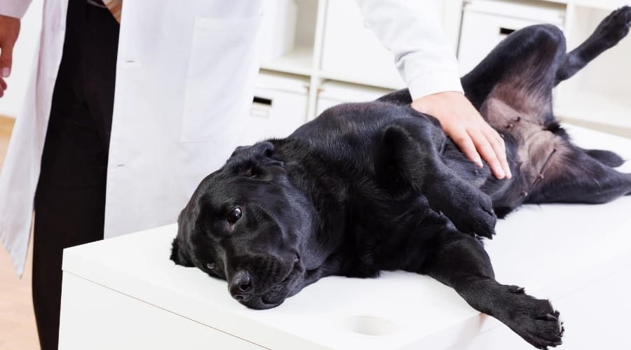 perro en veterinario
