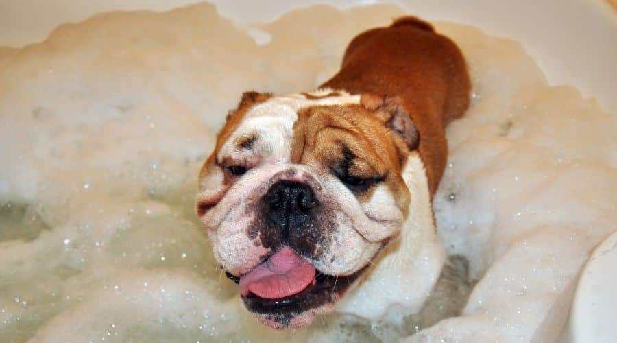Bulldog inglés tomando un baño