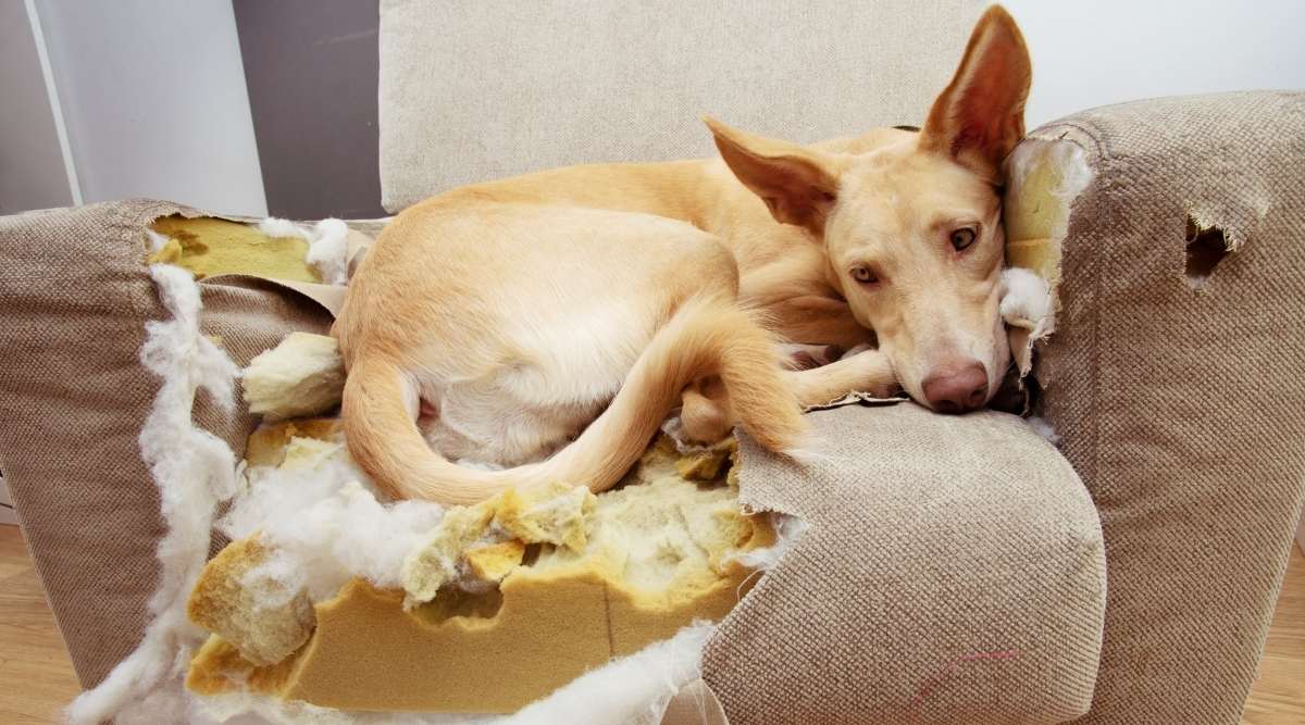 Cachorro culpable después de morder, destruir y masticar un sofá