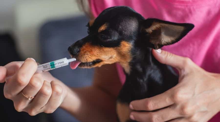 Proceso de administración de una inyección de medicamento a un perro de raza pequeña con una jeringa
