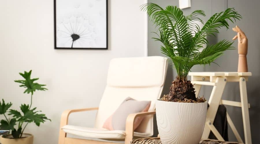 Planta tropical con hojas verdes en el elegante interior de la habitación