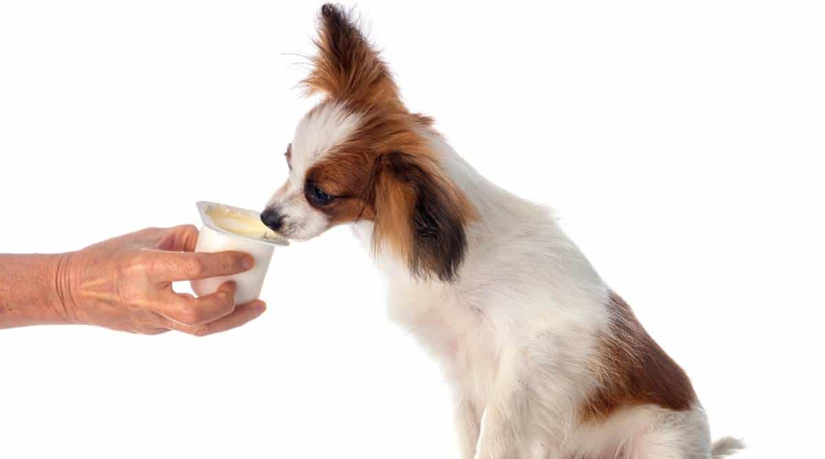 Perro Papillon delante de un fondo blanco lamiendo yogur de una taza