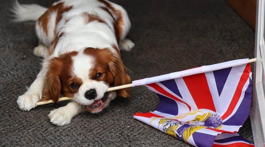 Duke, un cachorro Cavalier King Charles, juega con una bandera Union Jack en el pasillo