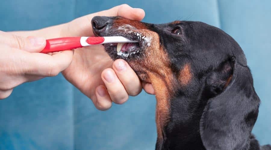 La persona se cepilla los dientes laterales detrás de la mejilla con un cepillo de dientes especial y pasta de dientes para mascotas