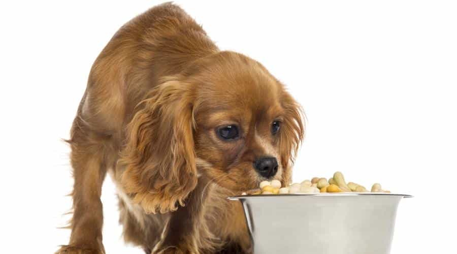 Ruby Cavalier King Charles Spaniel comiendo golosinas para perros en un tazón