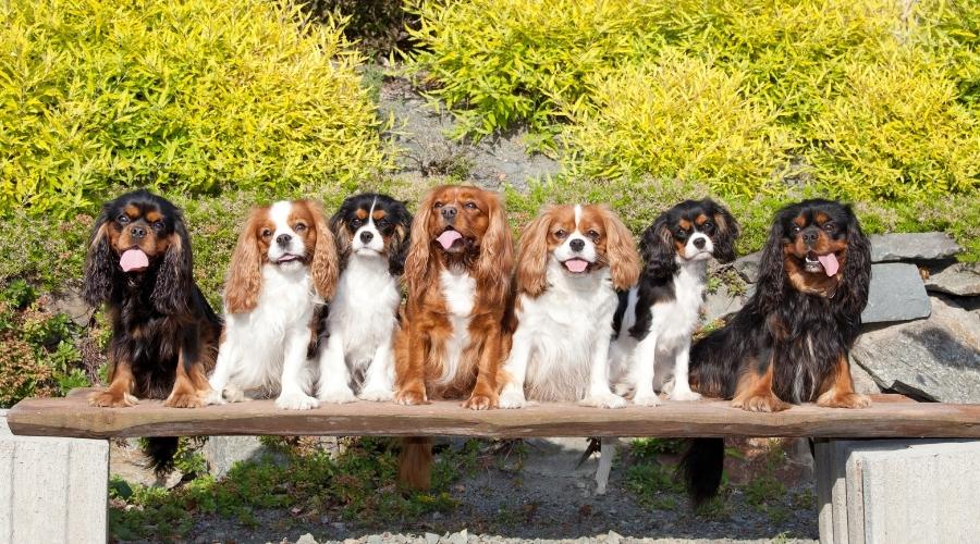 Siete buenos perros de Cavalier King Charles spaniel sentados en un banco afuera