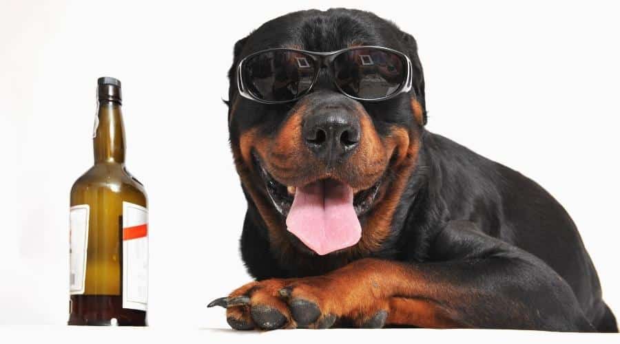 retrato de un Rottweiler de pura raza con gafas de sol y una botella de alcohol