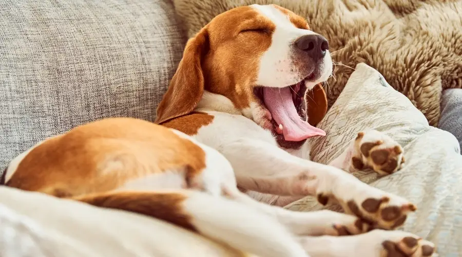 Beagle acostado en el sofá para dormir