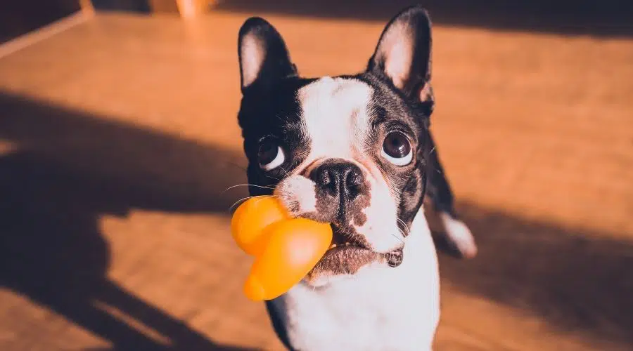 Close Up Retrato de un perro Boston Terrier en casa jugando con pato de juguete.  Lindo perro con pato de goma amarillo listo para el baño