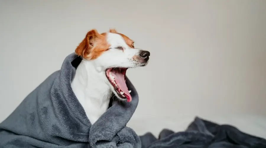 Perro feliz en manta bostezando