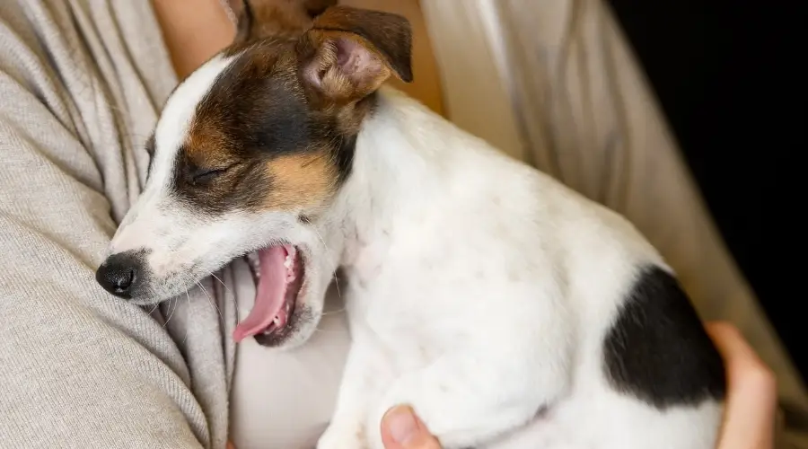 Jack Russell Terrier bostezando con ser humano
