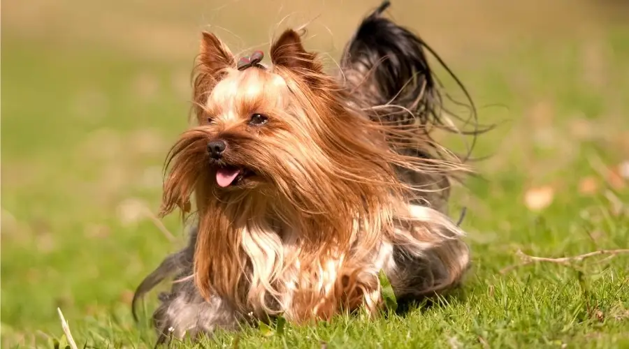 Yorkshire Terrier de pelo largo corriendo