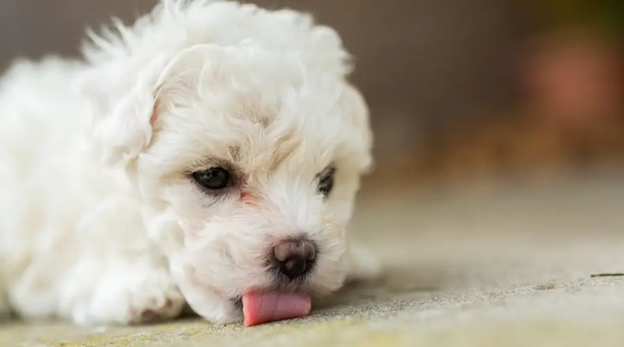 Pequeño perro blanco esponjoso con la lengua en el suelo