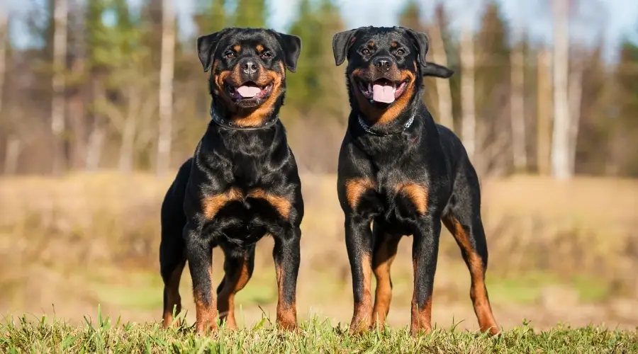 dos perros negros en el campo