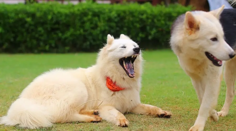 Perro blanco sumiso en el parque